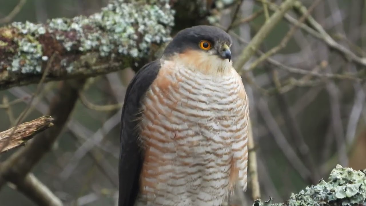 Look into the Eyes! Male Sparrowhawk (Accipiter nisus), Pebblebed Heaths, Devon.