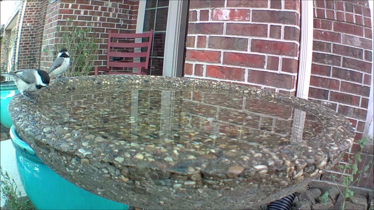 Carolina Chickadee At Wild Birds Unlimited Evans Bird Bath - April 2022