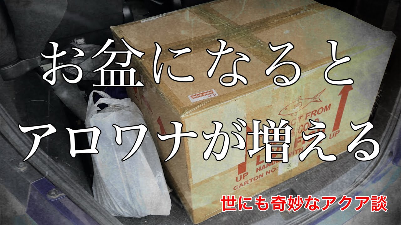 【怪談？】お盆になるとアロワナって増えるよね