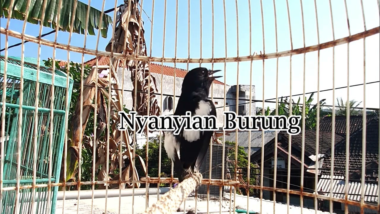 MASTERAN DECU GACOR , HITUNGAN DETIK BIKIN LAWANNYA AUTO RESPON