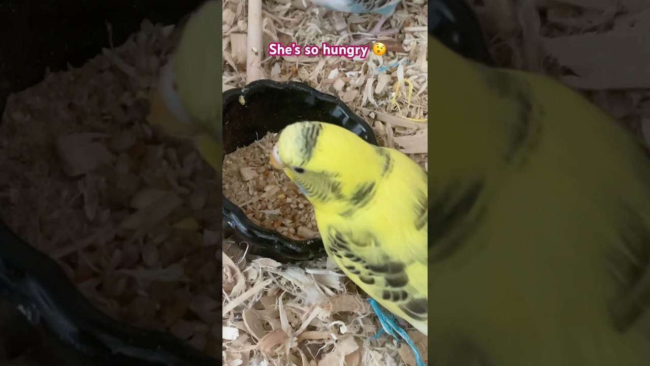 So hungry bird 😮