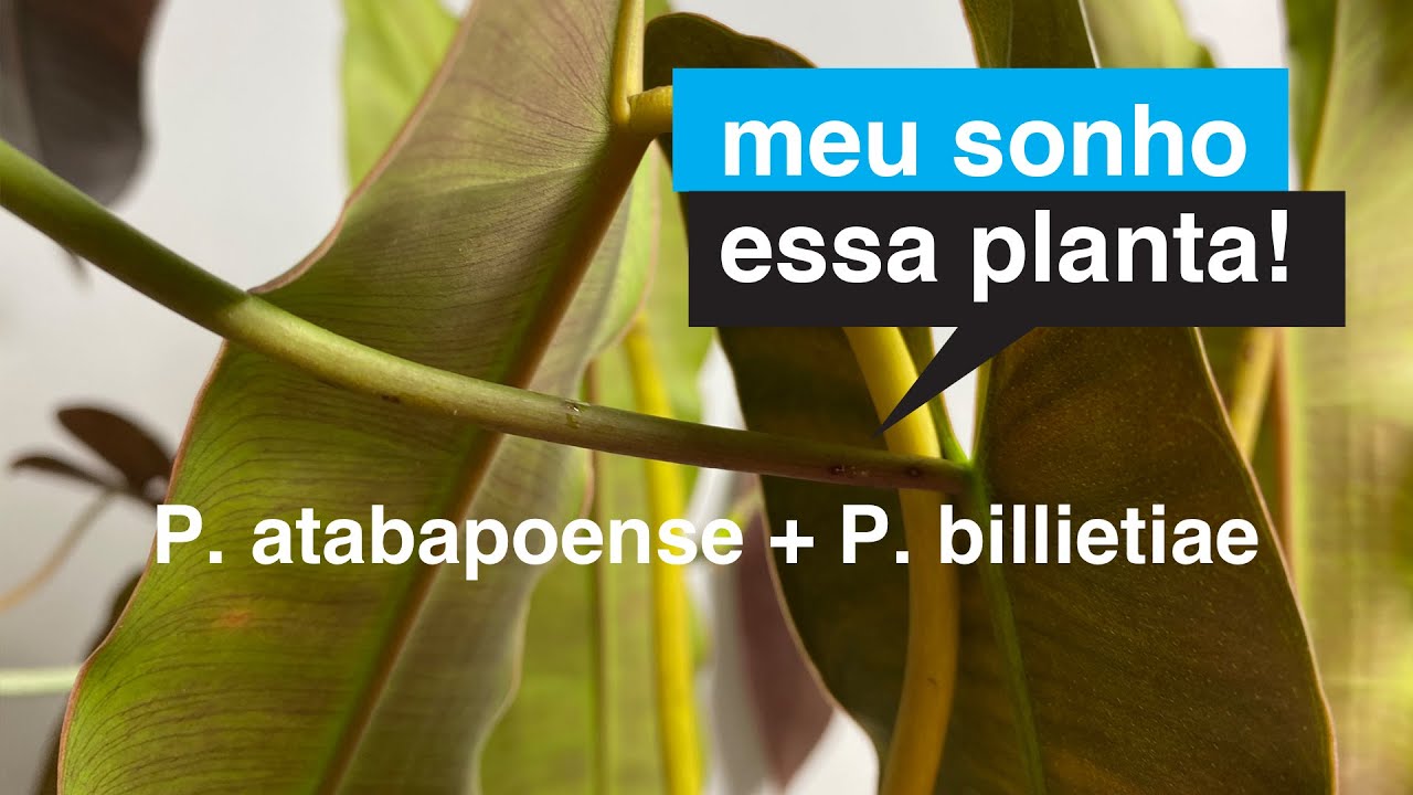 Philodendron atabapoense + Philodendron bilietiae | Meu Sonho Essa Planta | Flay