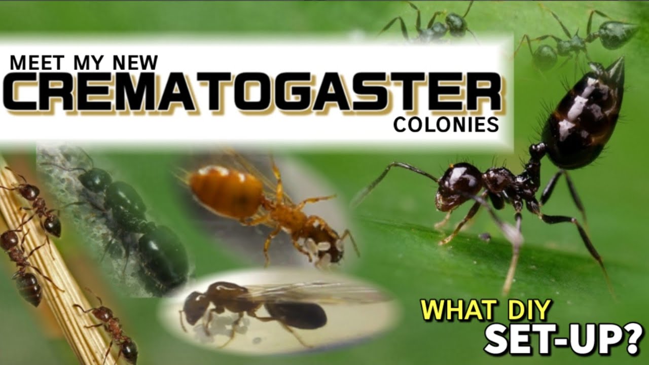 ACROBAT ANT COLONIES | D colony