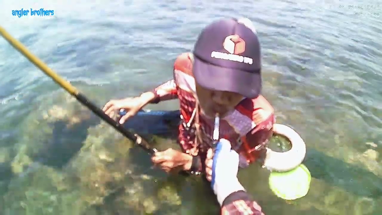 Mancing baronang, umpan lumut lebih gacor dari pada trasi