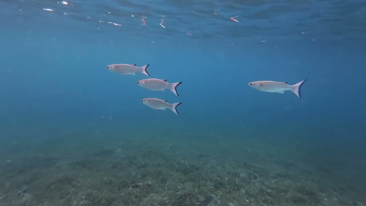Exploration sous-marine &agrave; Sainte-Anne : poissons de r&eacute;cif et moto engloutie.