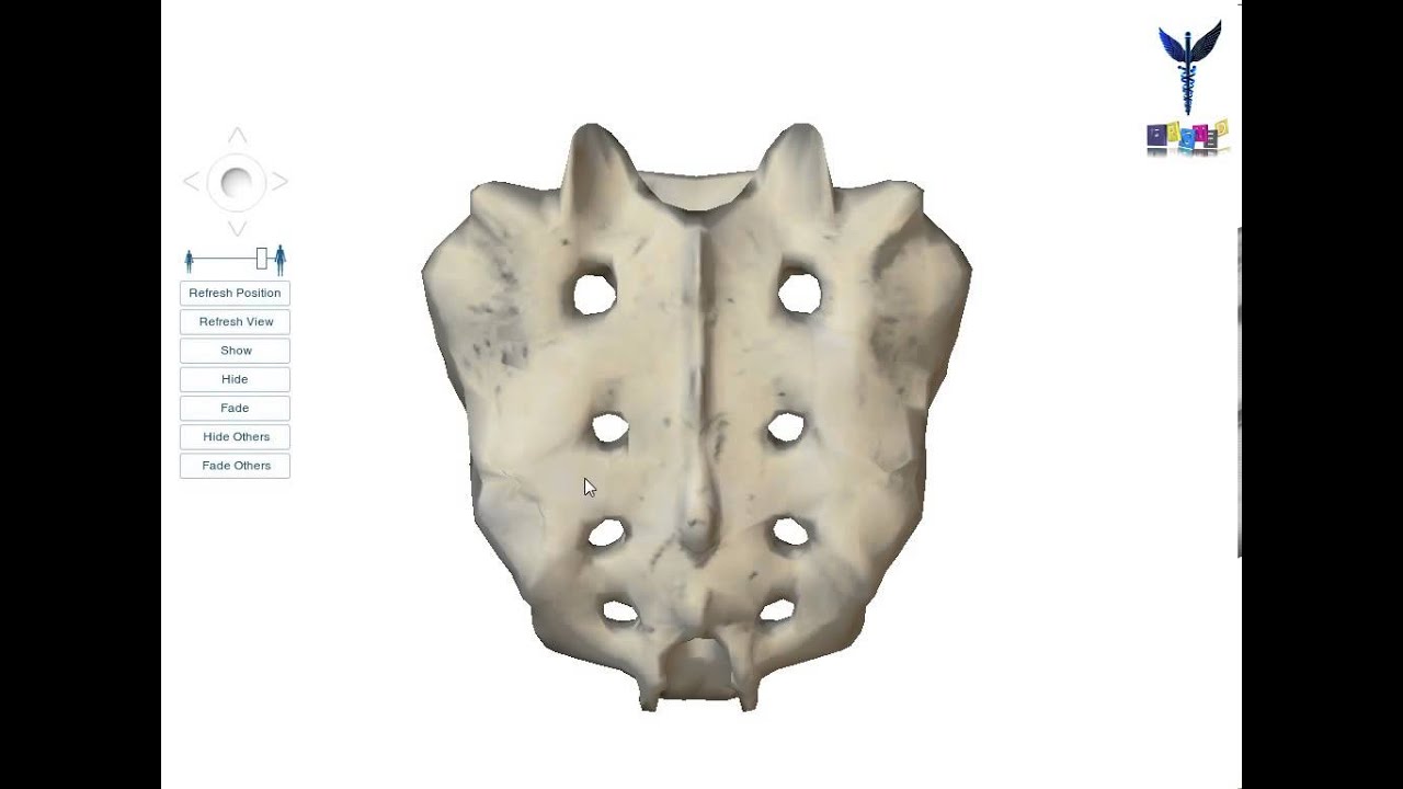 PROMED ostéologie : le sacrum et le coccyx
