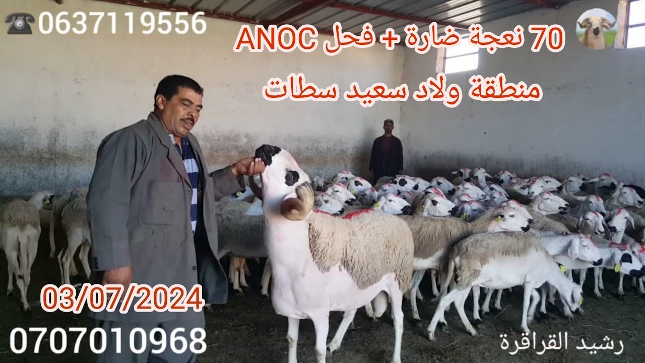 معروضة 70 نعجة كلها ضارة + فحل مرشوم 2 عند اخوان مجيد و ياسين منطقة اولاد سعيد 3/7/2024
