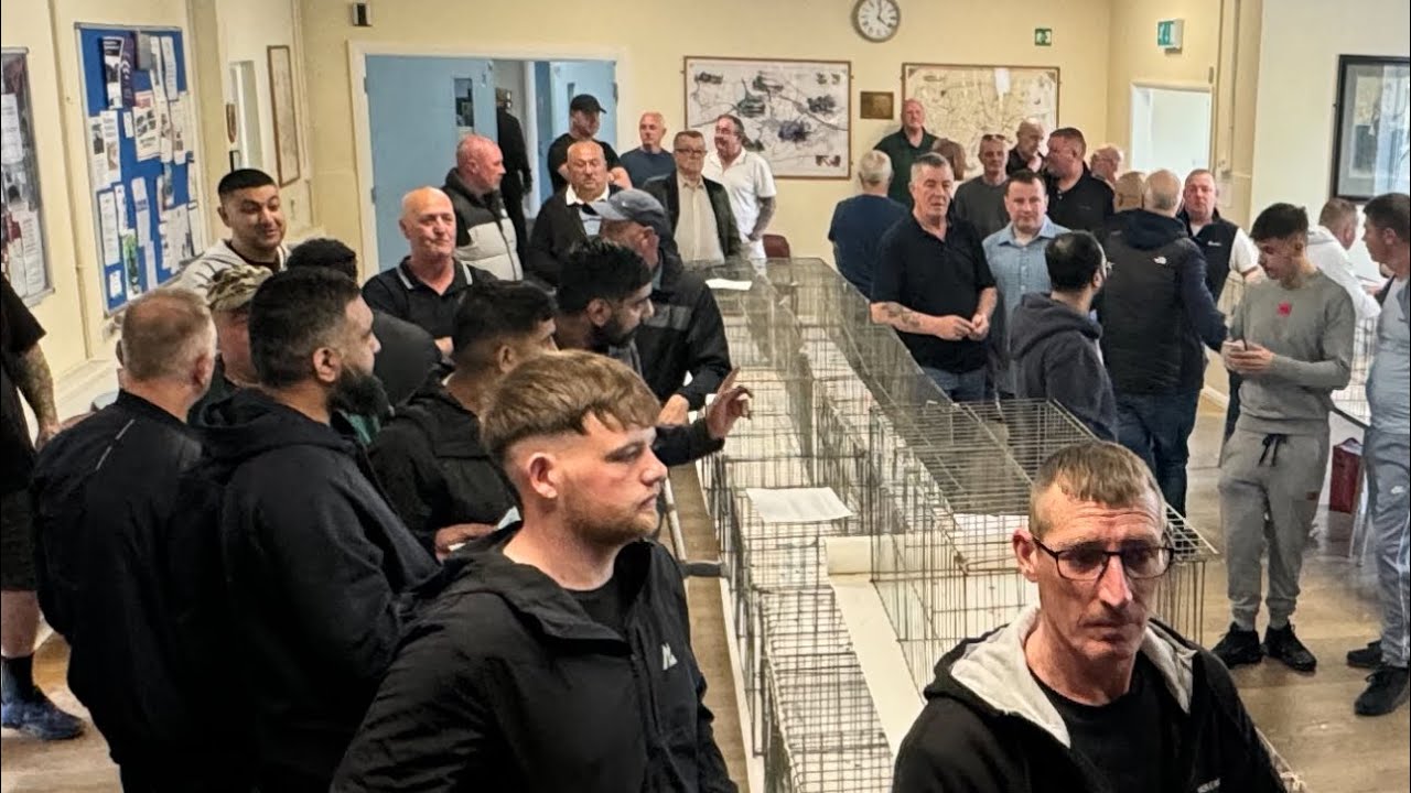 HOW MUCH? 😳 NBRA & AERC Roller Pigeon Auction - May 2024