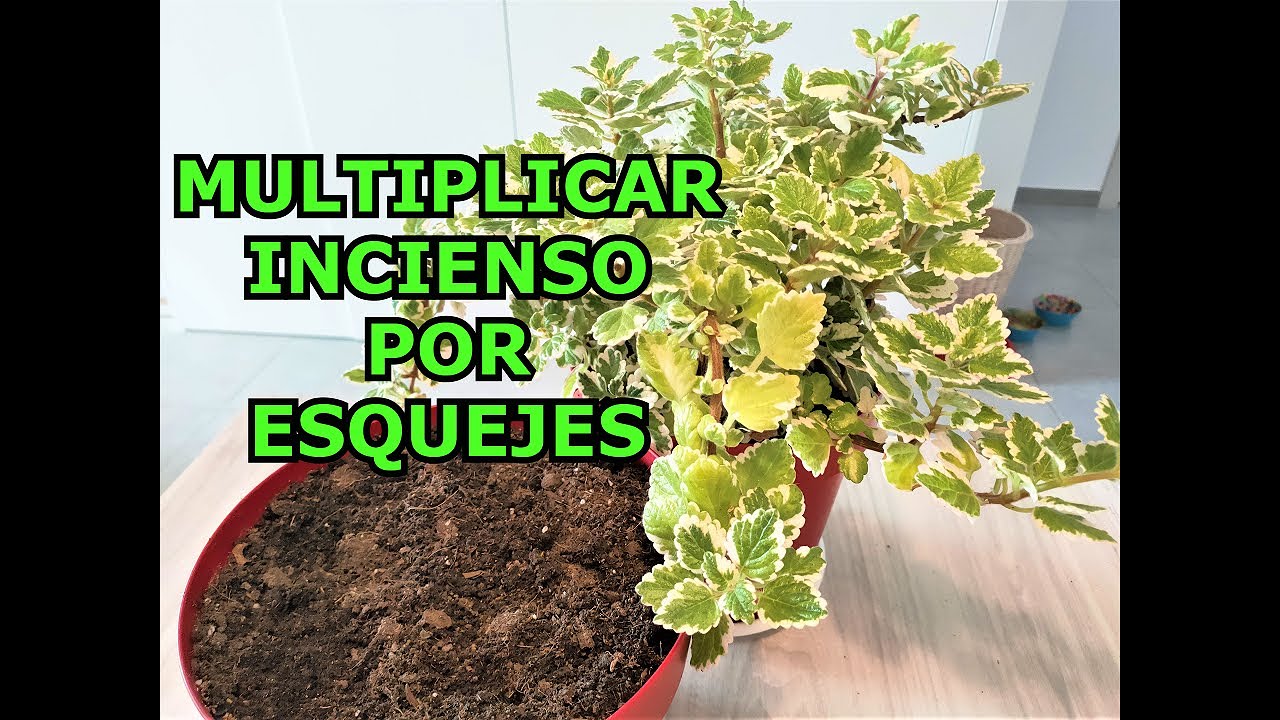 COMO REPRODUCIR PLANTA DE INCIENSO POR ESQUEJES - MULTIPLACIÓN DEL INCIENSO