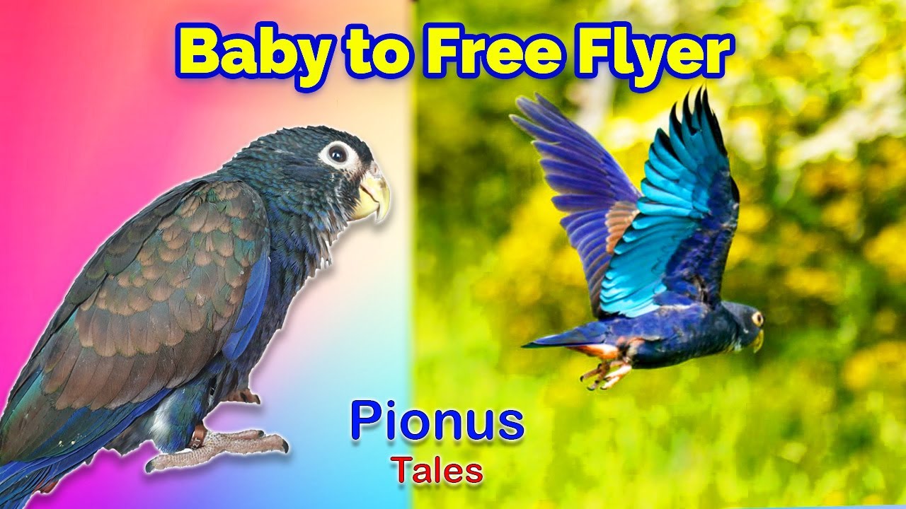 Baby Bronze Wing Pionus to Free Flyer! Lyra's Journey