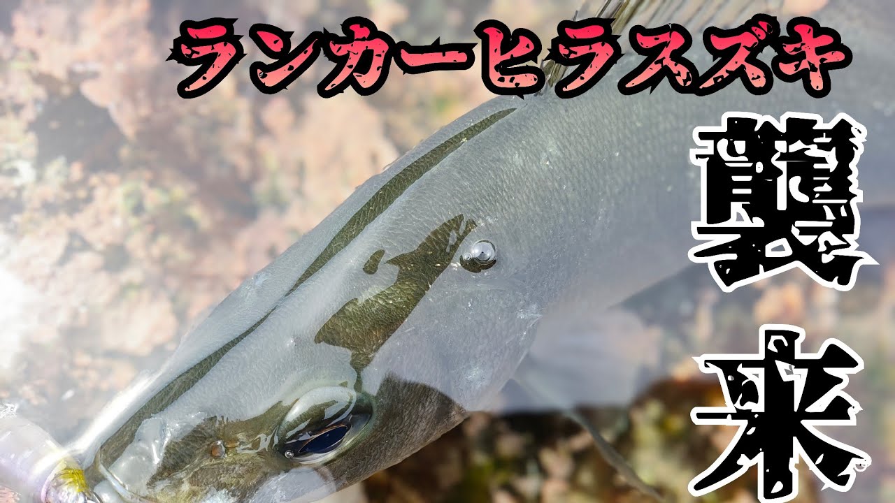 【第35話】出た！ランカーヒラスズキ！　〜春のヒラスズキ〜　#ヒラスズキ #ランカー #ルアーフィッシング