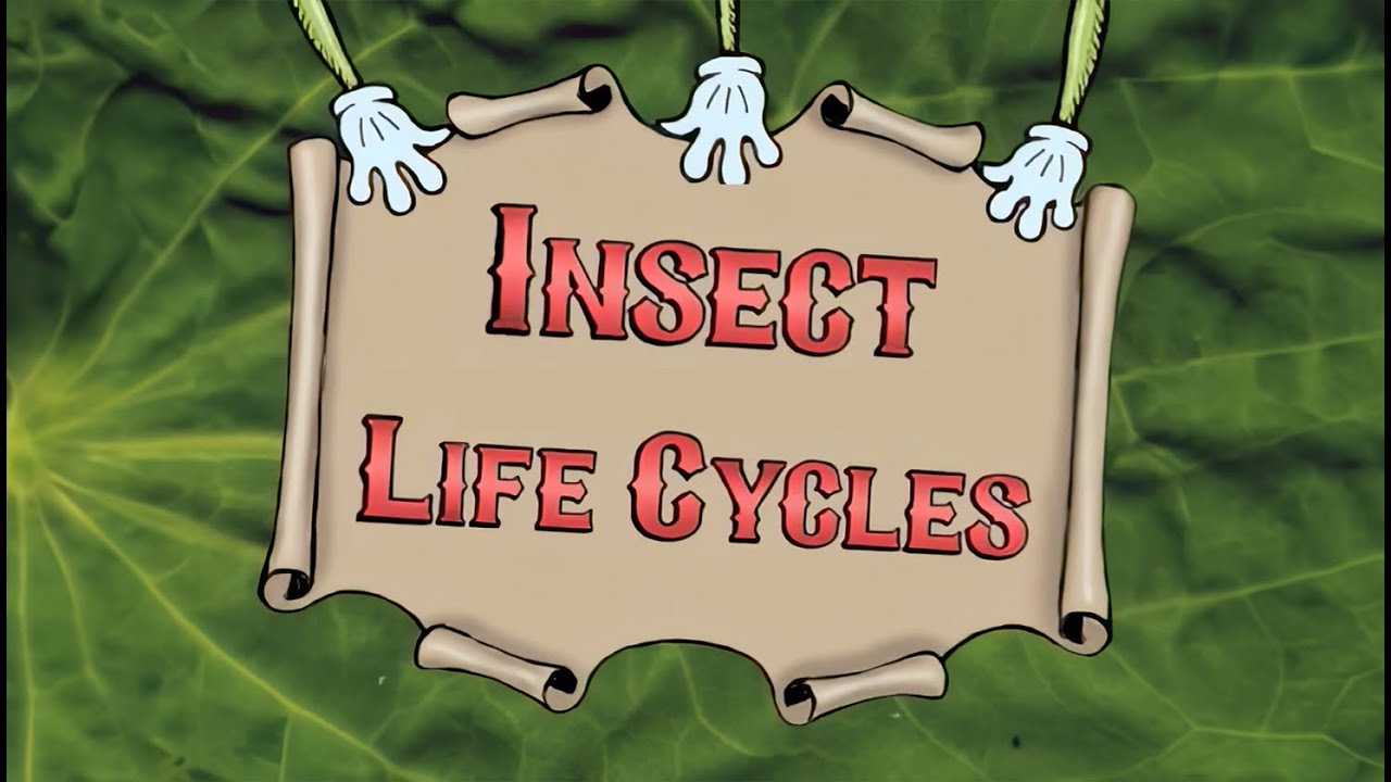Insect Lifecycles: Metamorphosis