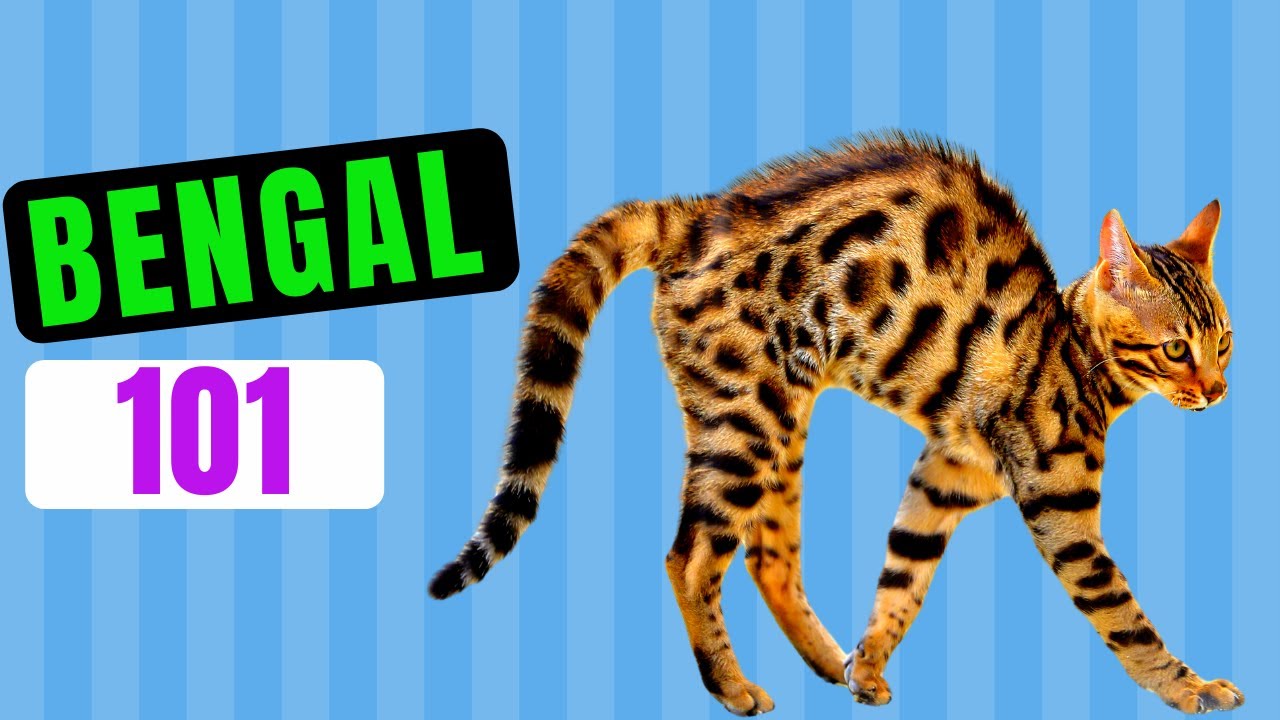 Bengal Cat 101 / Watch Before Getting One /  Everything About Bengal Cats