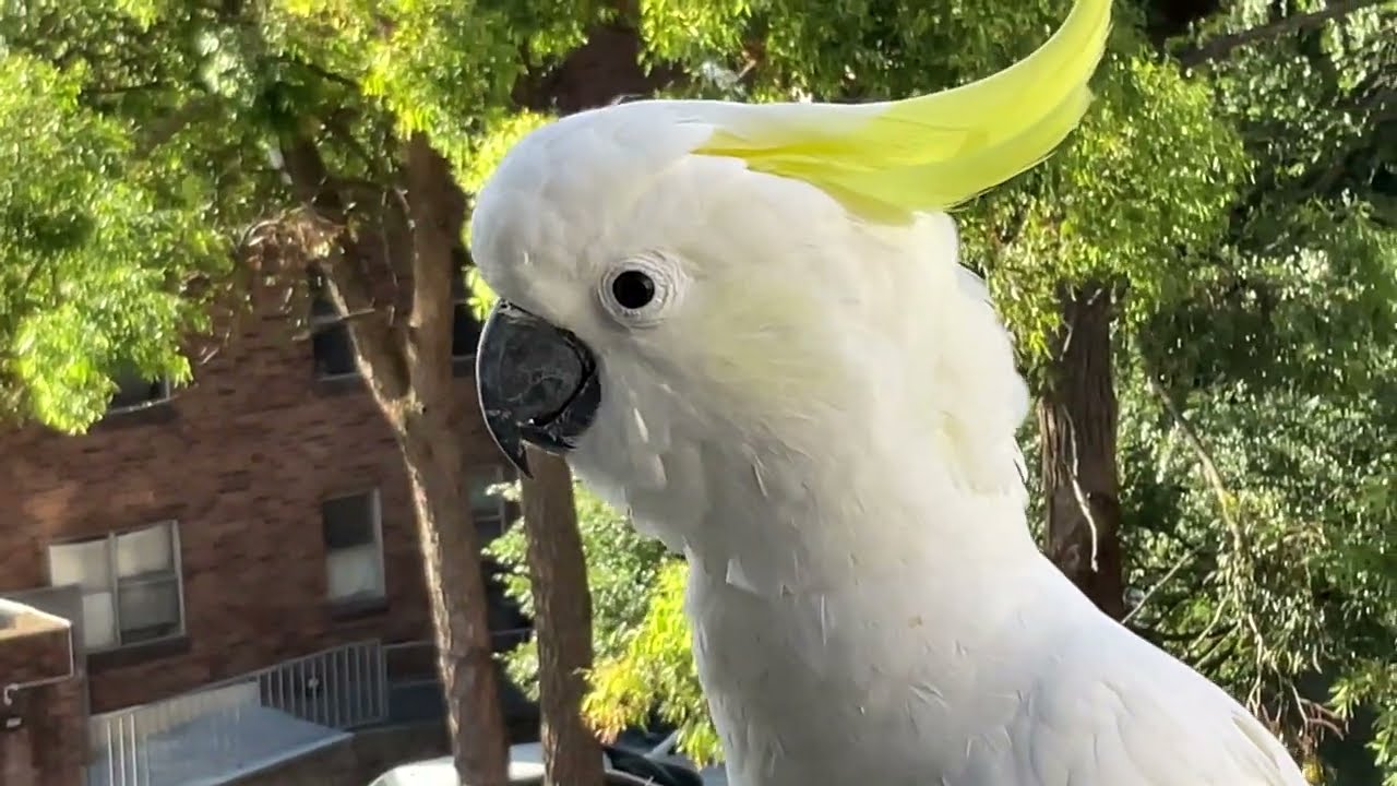 4️⃣K Cacatua Galerita Eleonora Grand Demand: Nectar vs. Clothline. Body Language:  “It Was Not Me!”