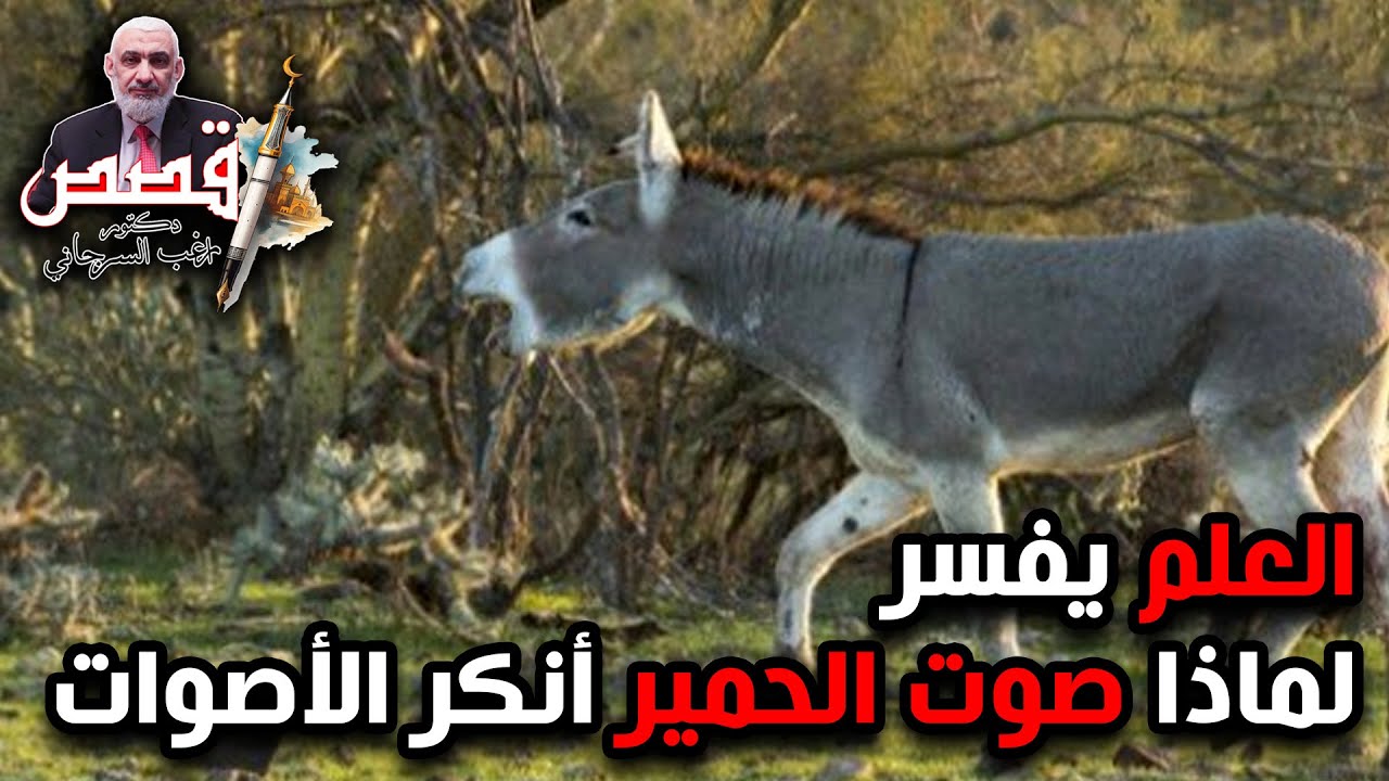 العلم يفسر لماذا صوت الحمير أنكر الأصوات