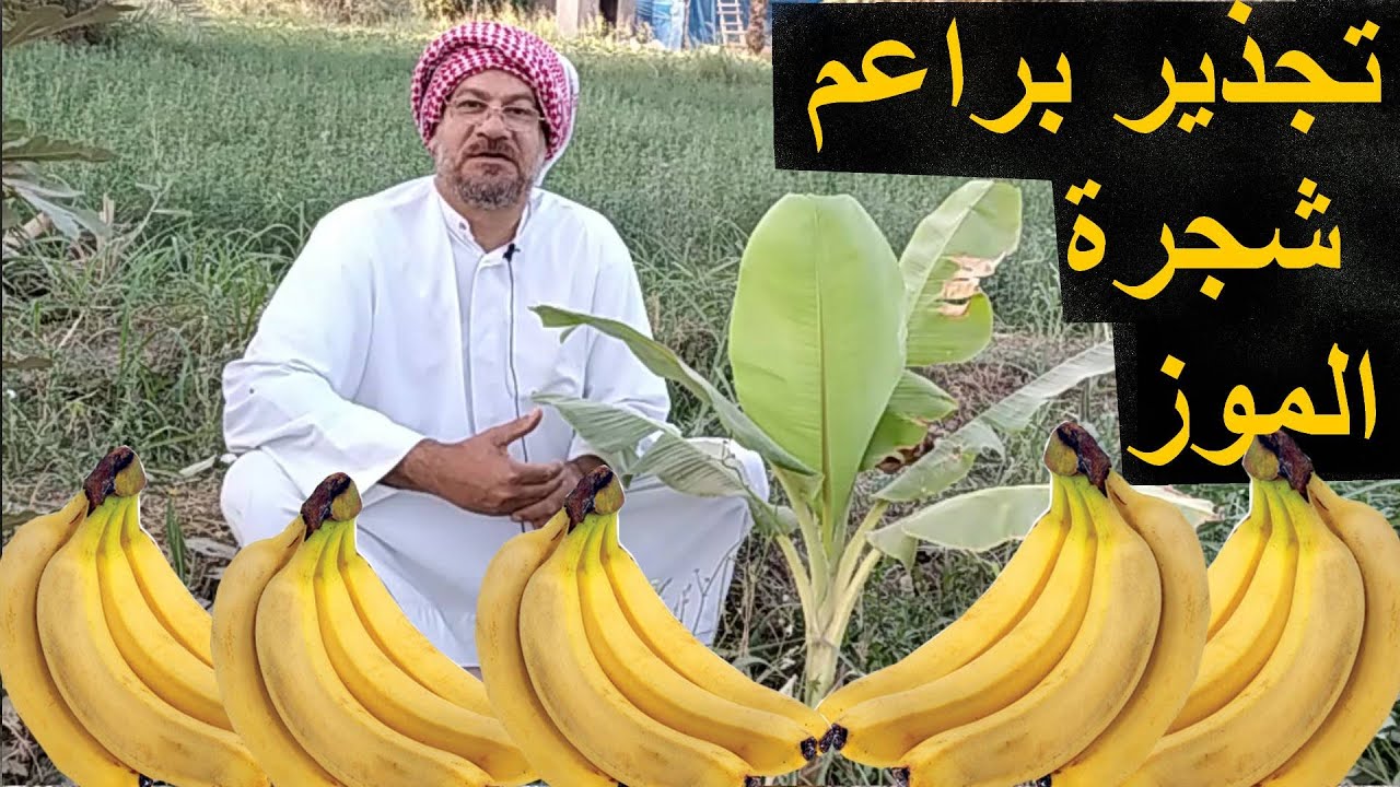 تجذير براعم شجرة الموز