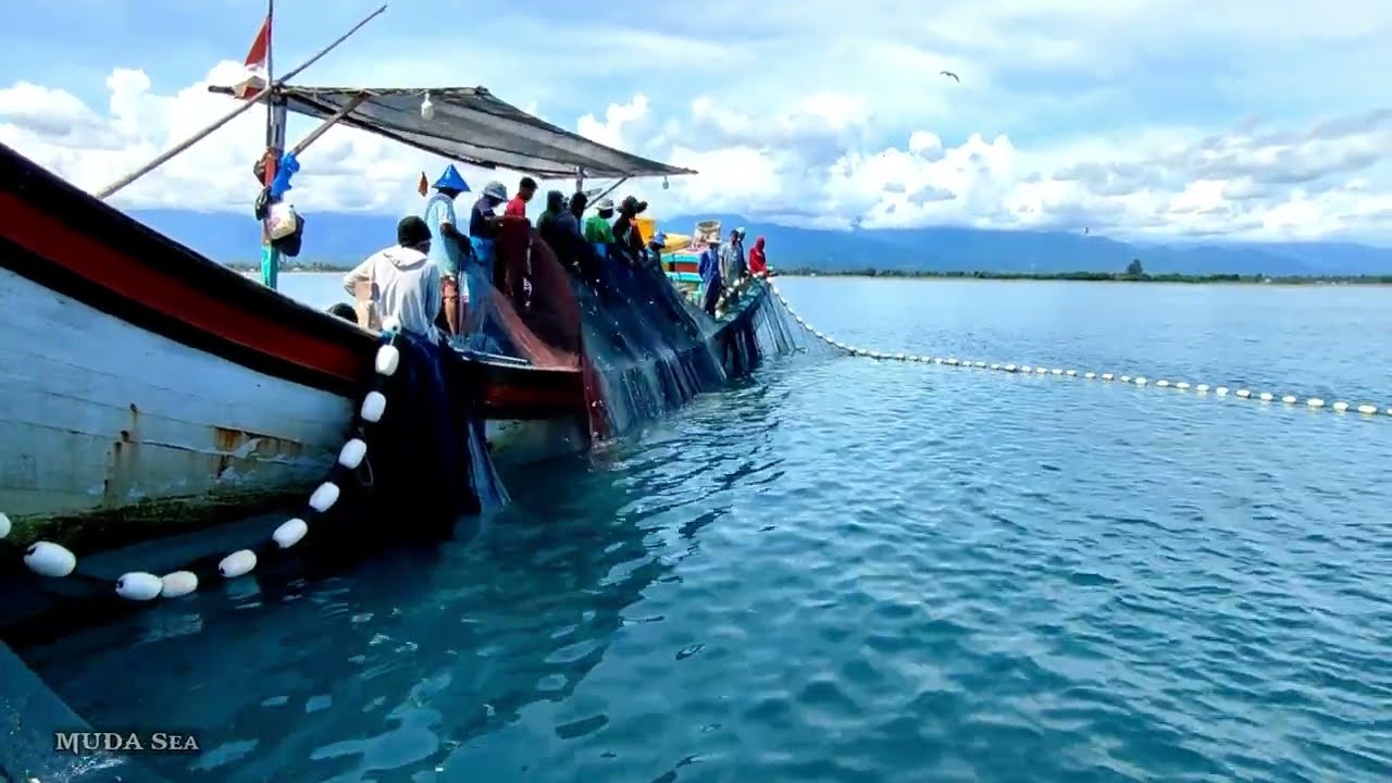 Begini Proses Penangkapan Ikan Teri di Siang Hari