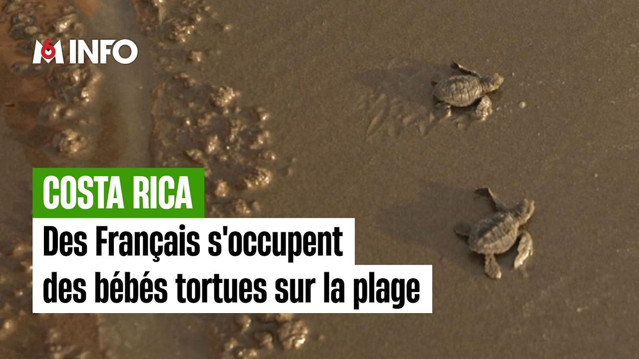 Des Français aux petits soins avec les bébés tortues du Costa Rica