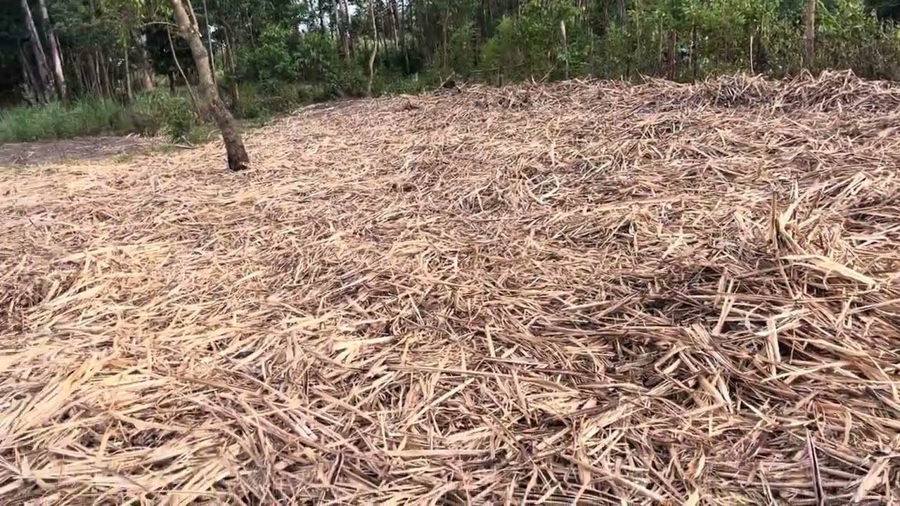 WHAT YOU SHOULD DO IMMEDIATELY AFTER HARVESTING SUGARCANE.