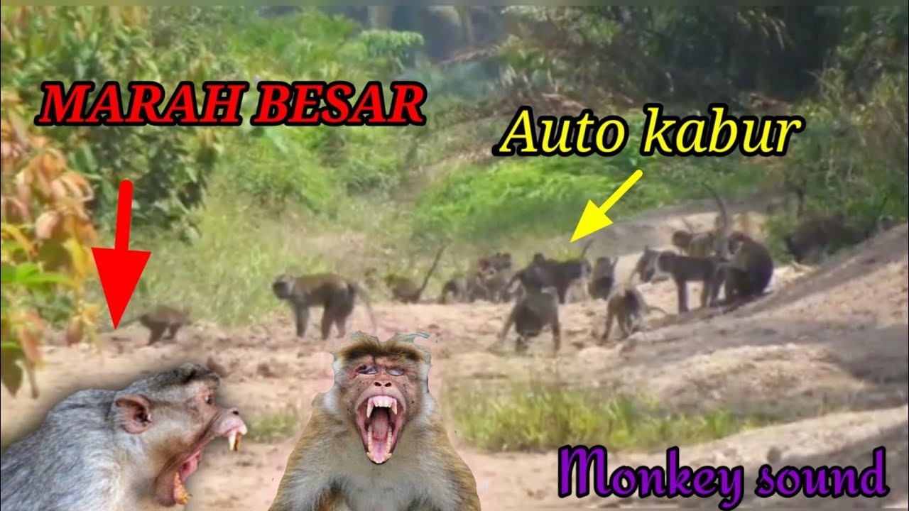 suara monyet marah/Bunyi monyet marah/suara monyet/suara pikat ampuh monyet memanggil temannya