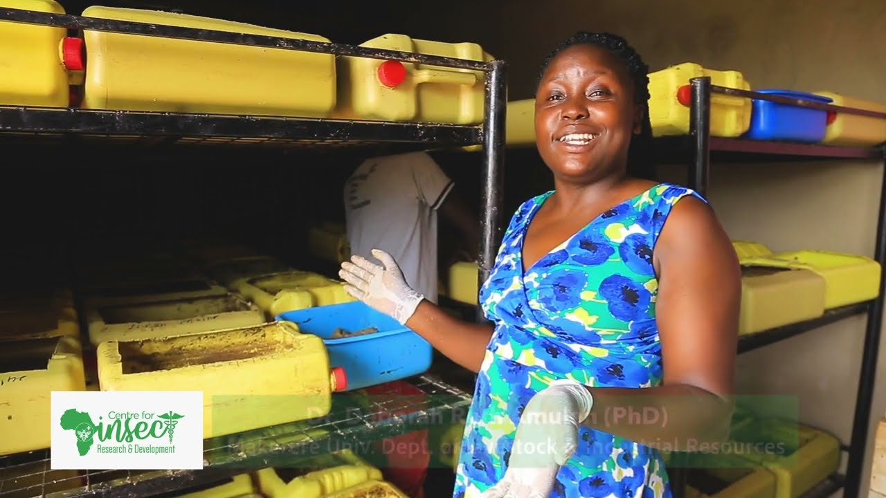 Save More On Poultry Feeds With Maggot Farming