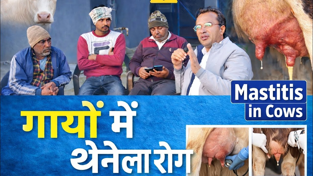 थनेला रोग के कारण || Mastitis Prevention tips || Jogendra Chikara 