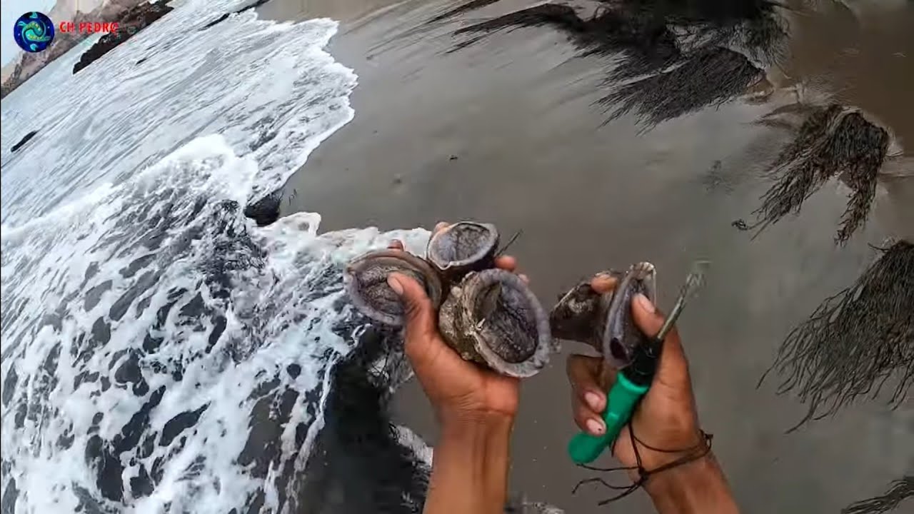As&iacute; Extraemos Mariscos (Chanque,Tolinas, Barquillos)