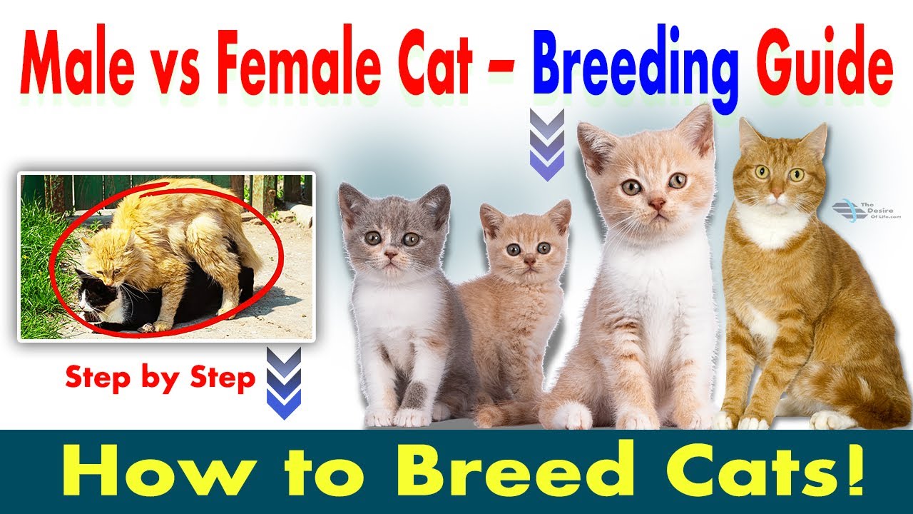 How to Breed Cats: A Complete Beginner's Guide | Cat Breeding | Breed Cats at Home