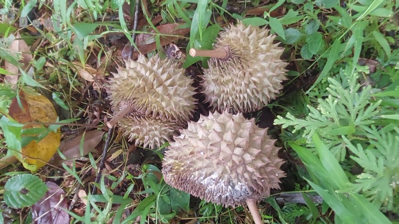 Cari Durian Dapat Banyak banget