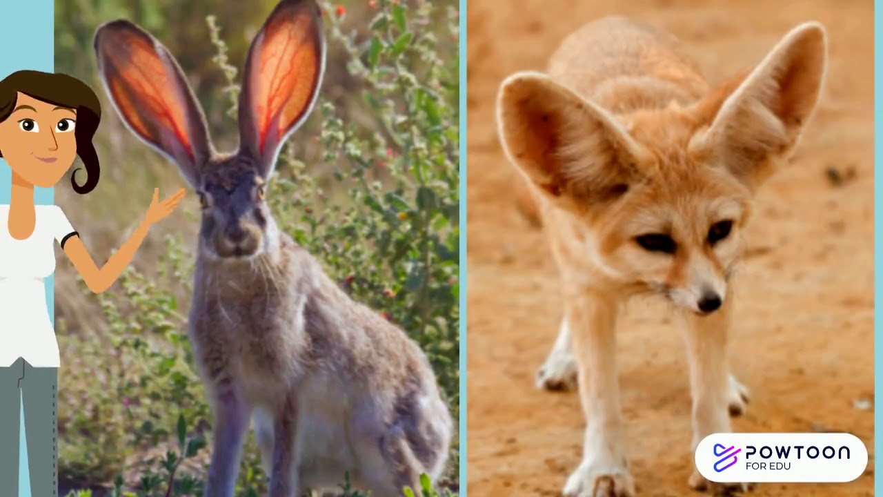 Animal Structures& Functions: Survival