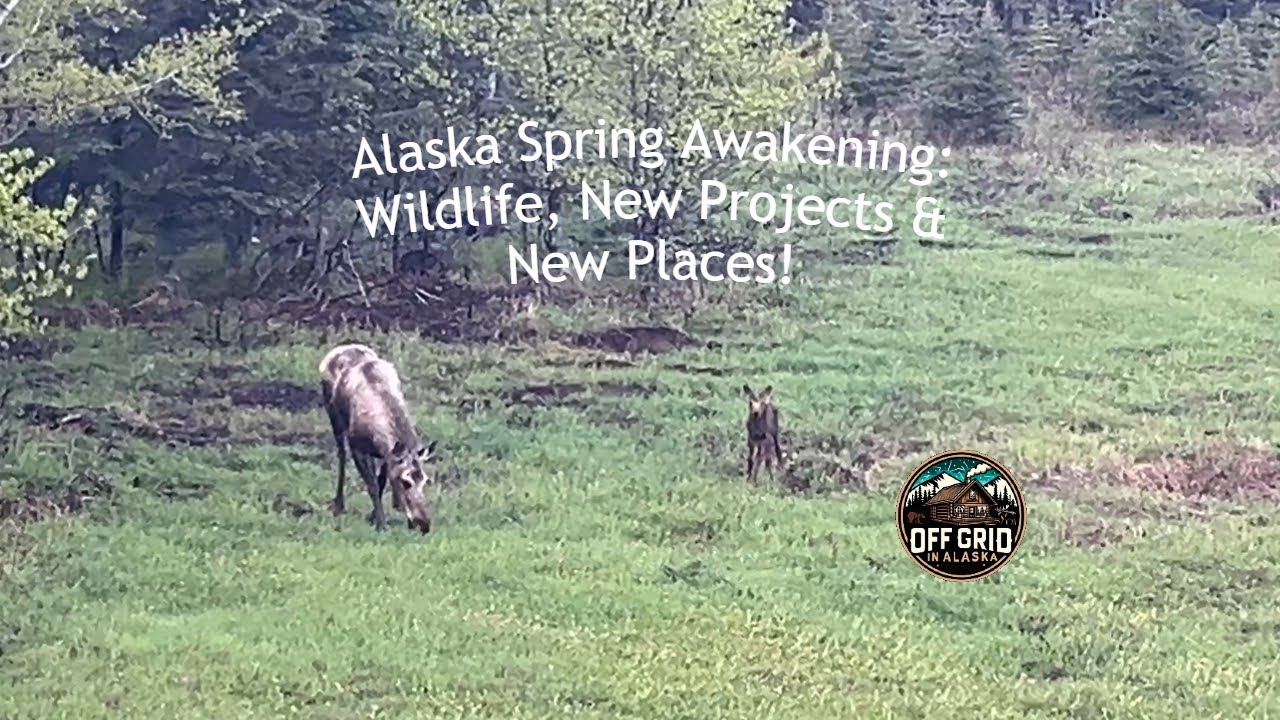 Alaska Spring Awakening: Wildlife, New Projects & New Places!