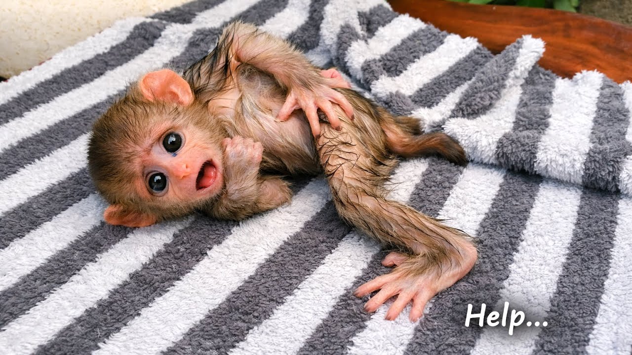 Distressed monkey seeking help