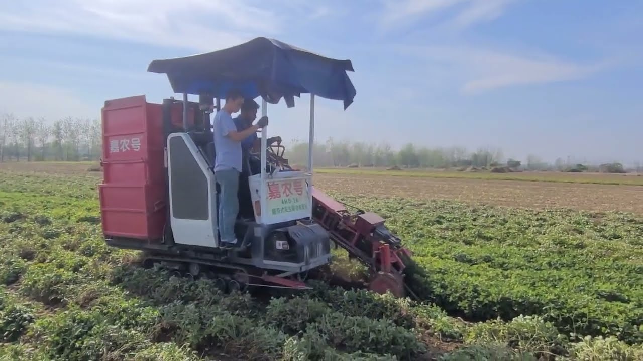 Peanut Agriculture Process, Peanut Harvesting, Peanut Cultivation Processing, Groundnut harvester