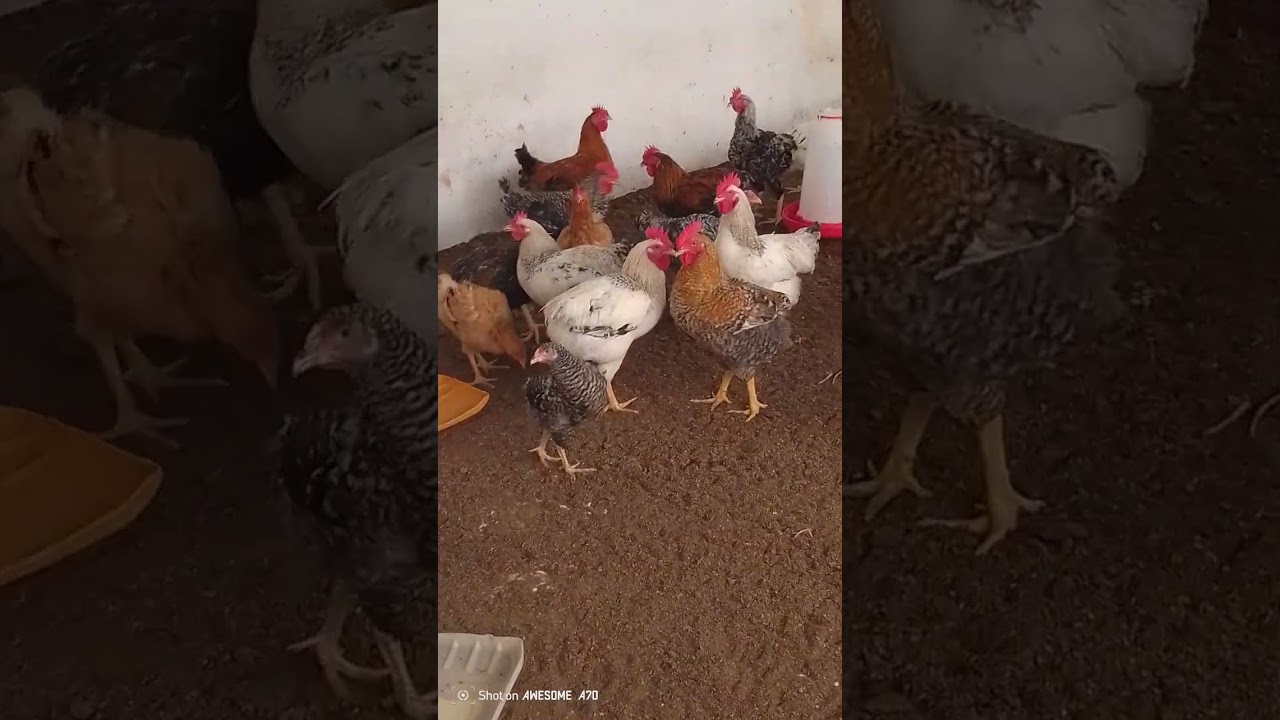 poulet de chair
