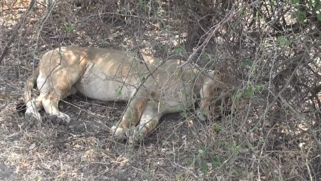 Lioness Hears Baby Crying