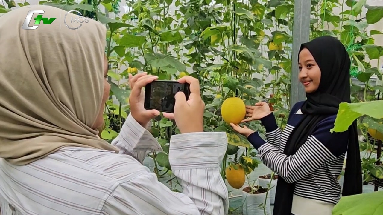 NGABUBURIT SAMBIL PETIK DAN BELAJAR TANAM MELON PREMIUM