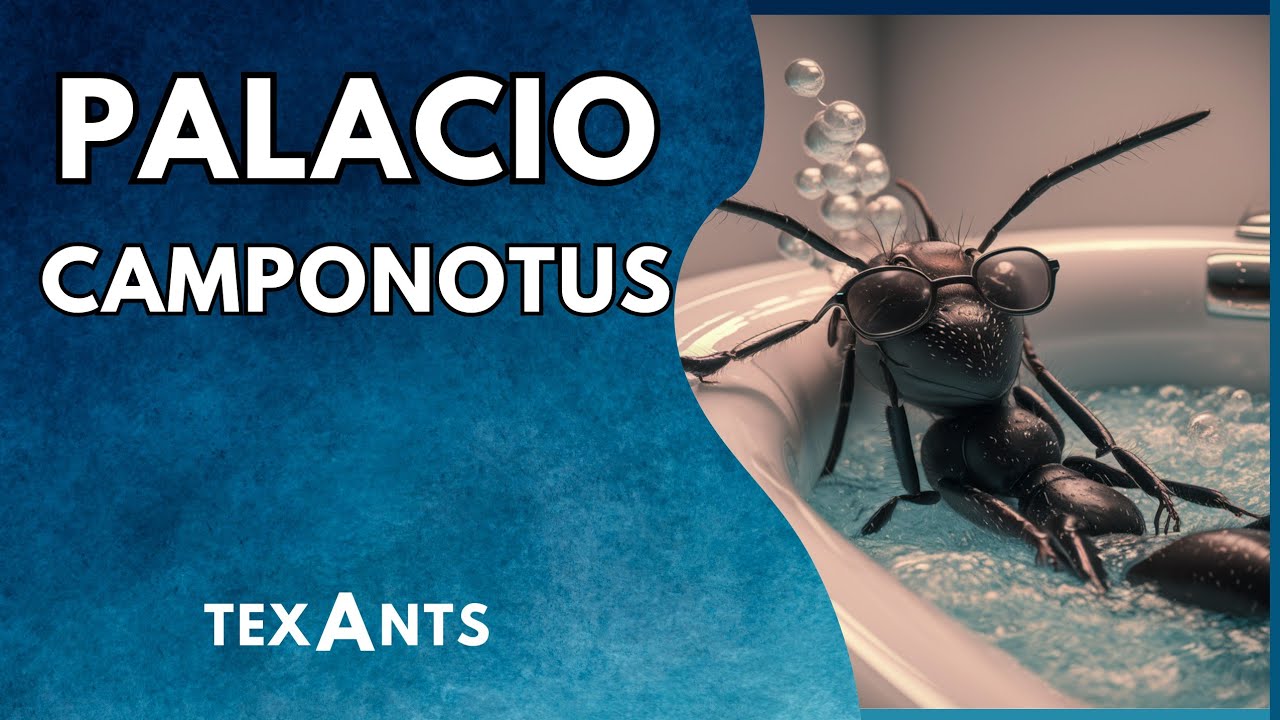 🚩Hormiguero PERSONALIZADO para CAMPONOTUS para el canal: El Mundo de las Hormigas