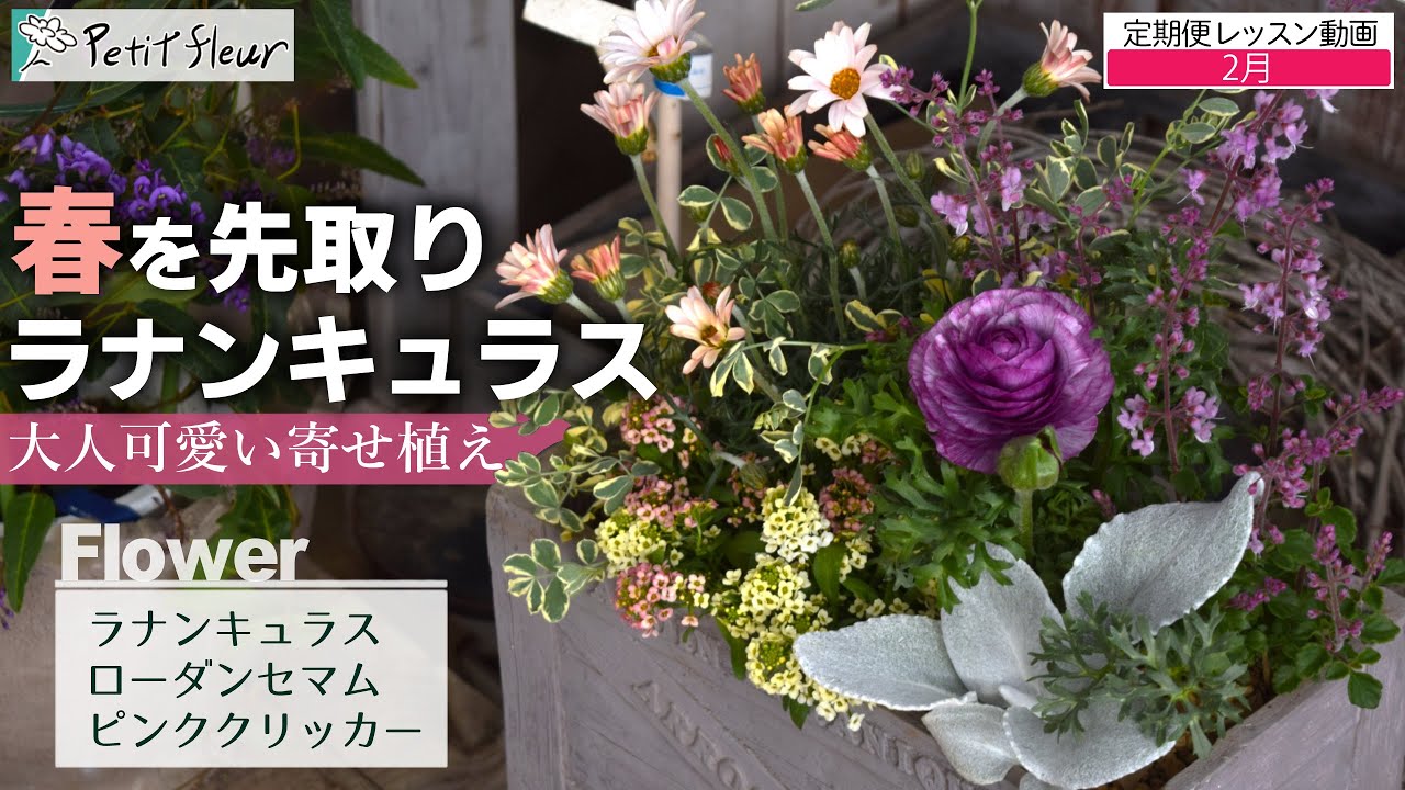【春を先取り】ラナンキュラスとローダンセマムの大人可愛い寄せ植え
