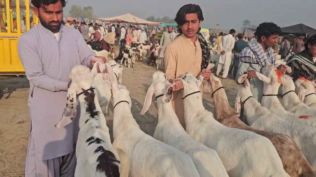 7 تاریخ 2026 کی بکرا پنڈی ہفتے منڈی ڈگ گئی قربانی کے بکرے سستے پیسوں میں خریدیں 😯