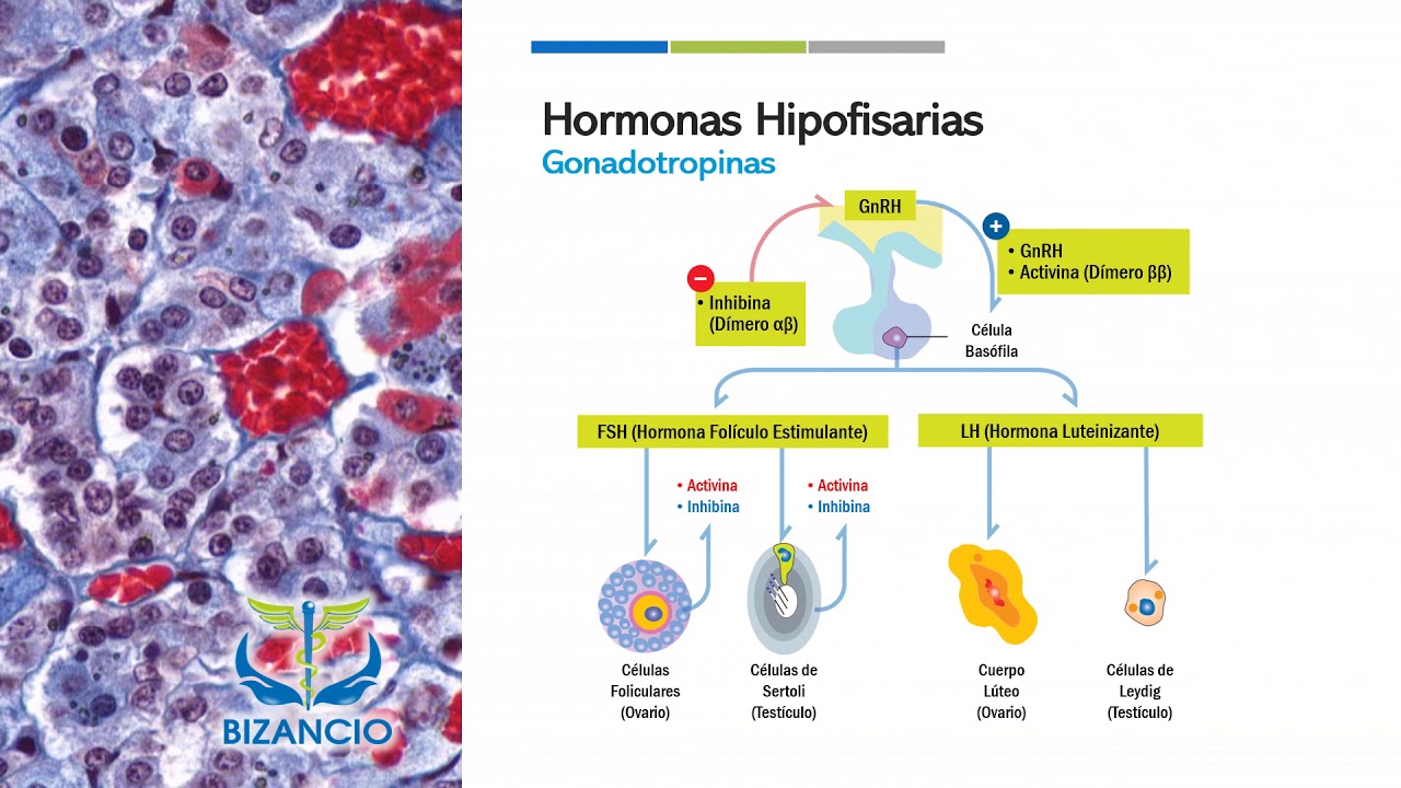 Bizancio Online || Hormona Folículo Estimulante (Trivia Express)