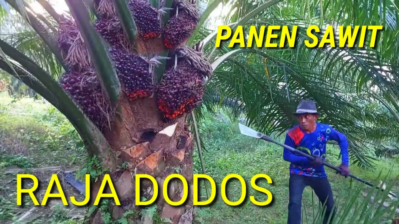 Panen sawit super banyak buah nya paling mudah cara panen sawit seperti ini