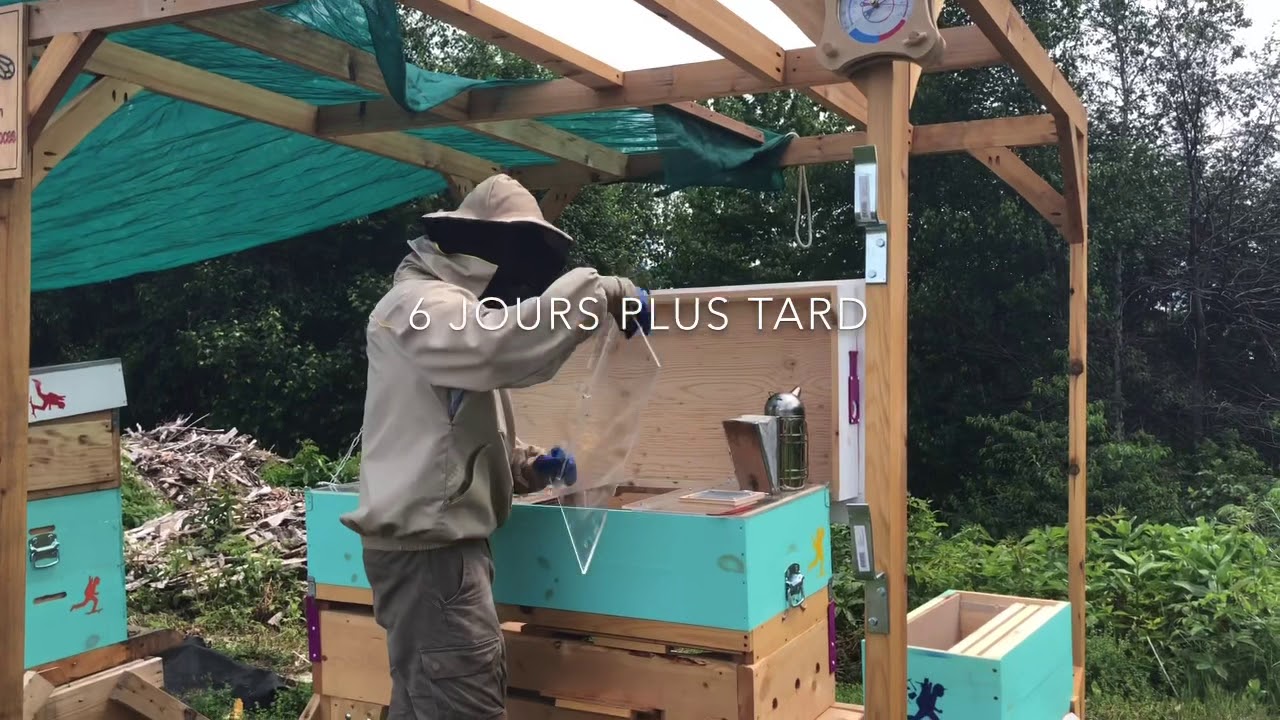 Premières Inspections de la ruche horizontale