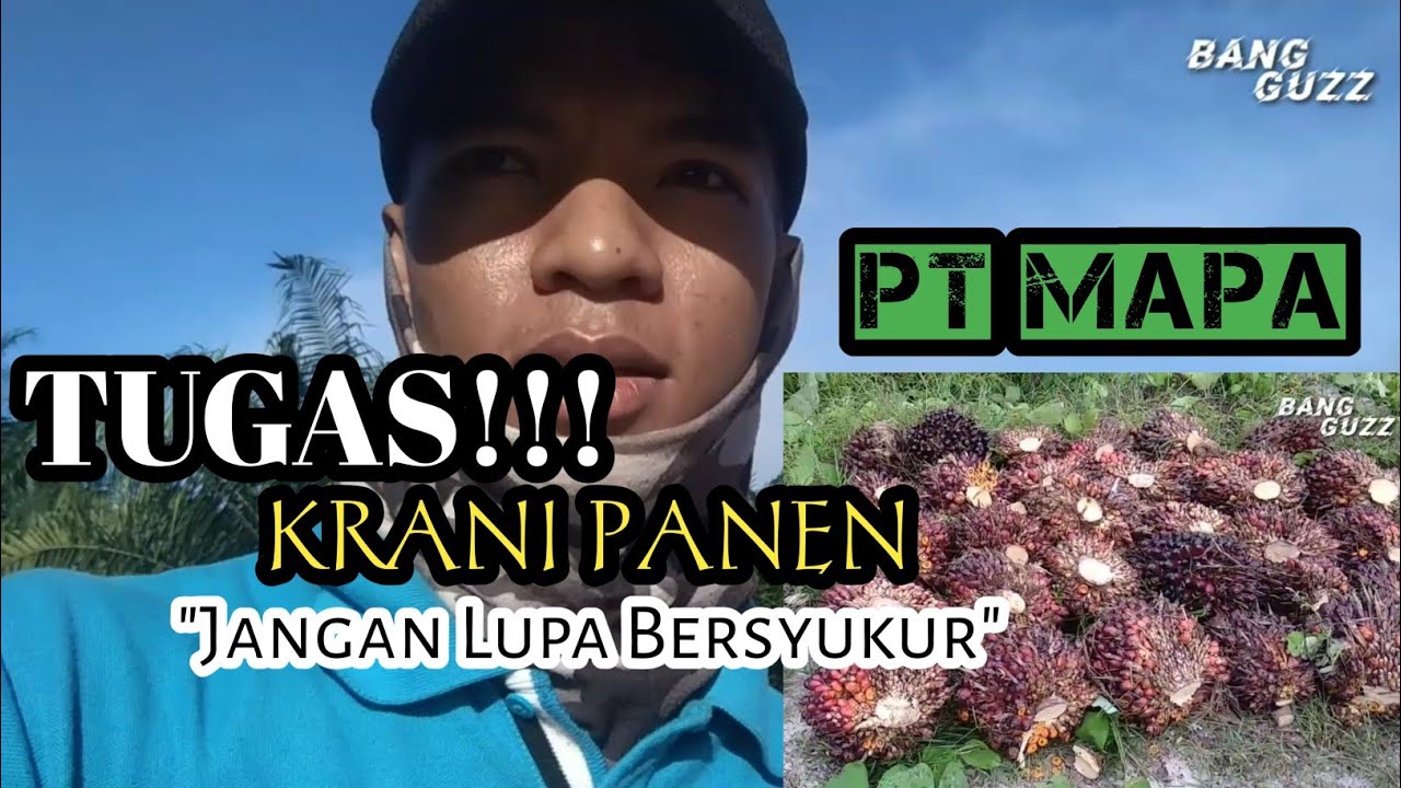 Jngn lupa bersyukur ‼️ Tugas Tugas Krani Panen⁉️