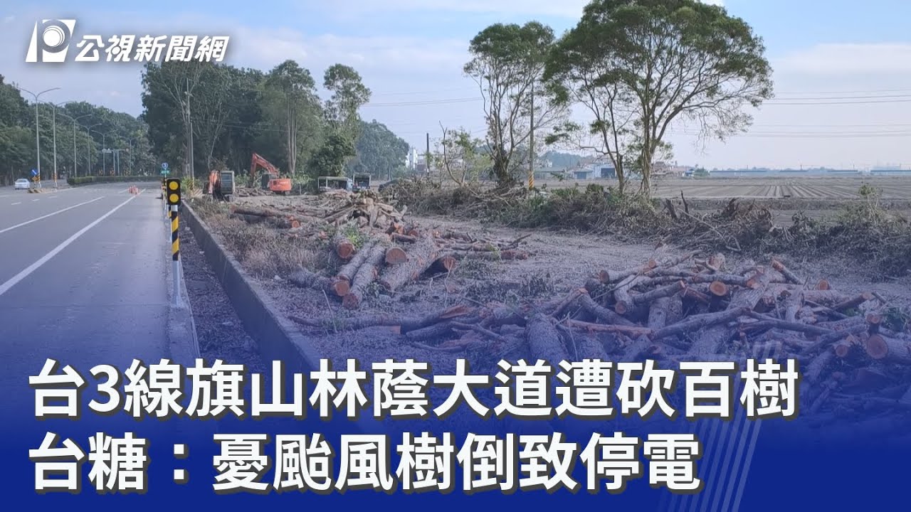 台3線旗山林蔭大道遭砍百樹 台糖：憂颱風樹倒致停電｜20260202 公視晚間新聞