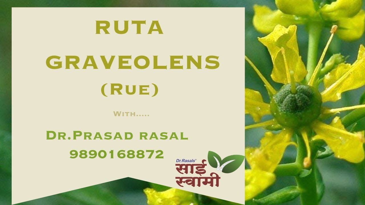 My Experiences with Ruta Graveolens... Introduction Video