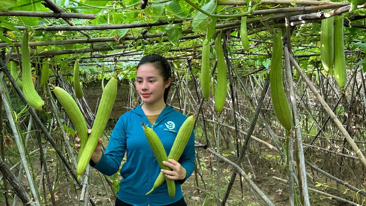 60 days: harvest luffa, melon & vegetables to sell at the market - cooking, gardening