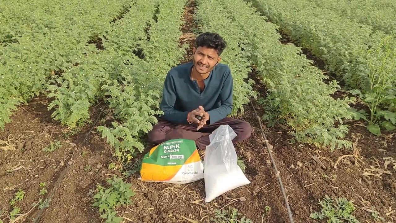 50–60 दिन के चने में फूल-फली गिरना कैसे रोकें? | इस एक  ड्रिप खाद से फुल पोषण | Chana Farming