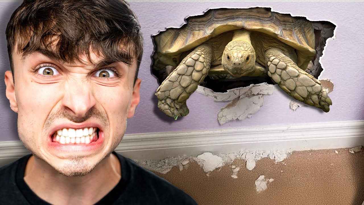The World's Most Destructive Tortoise!
