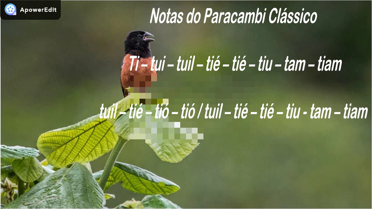 Curio Paracambi Clássico ( Encarte para Filhotes ).