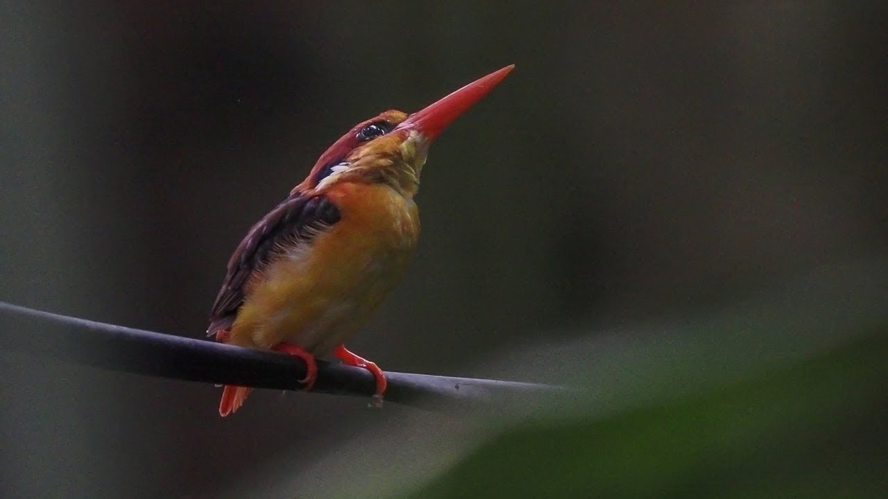 Birding Sri Lanka 2024 Part 1 Kitulgala Forest